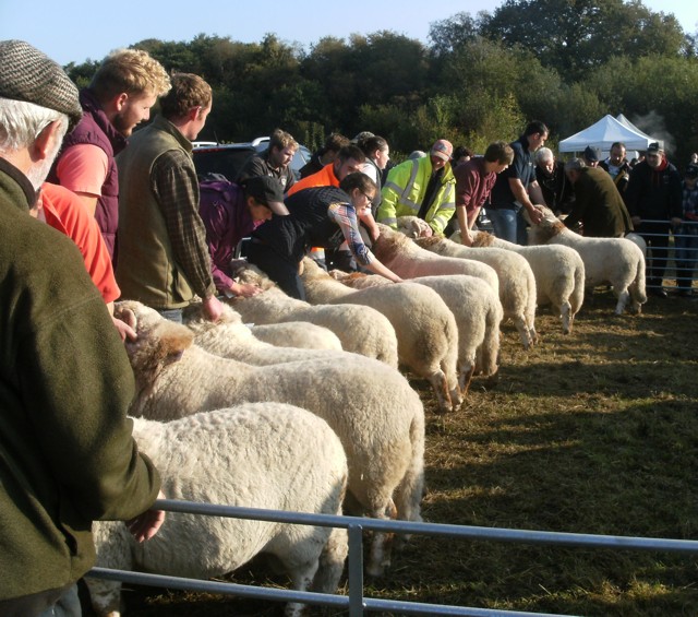 Rams